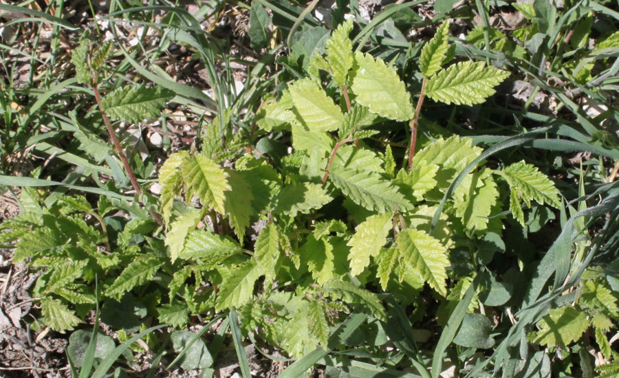 Ulmus campestris